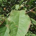 Prunus avium feuille